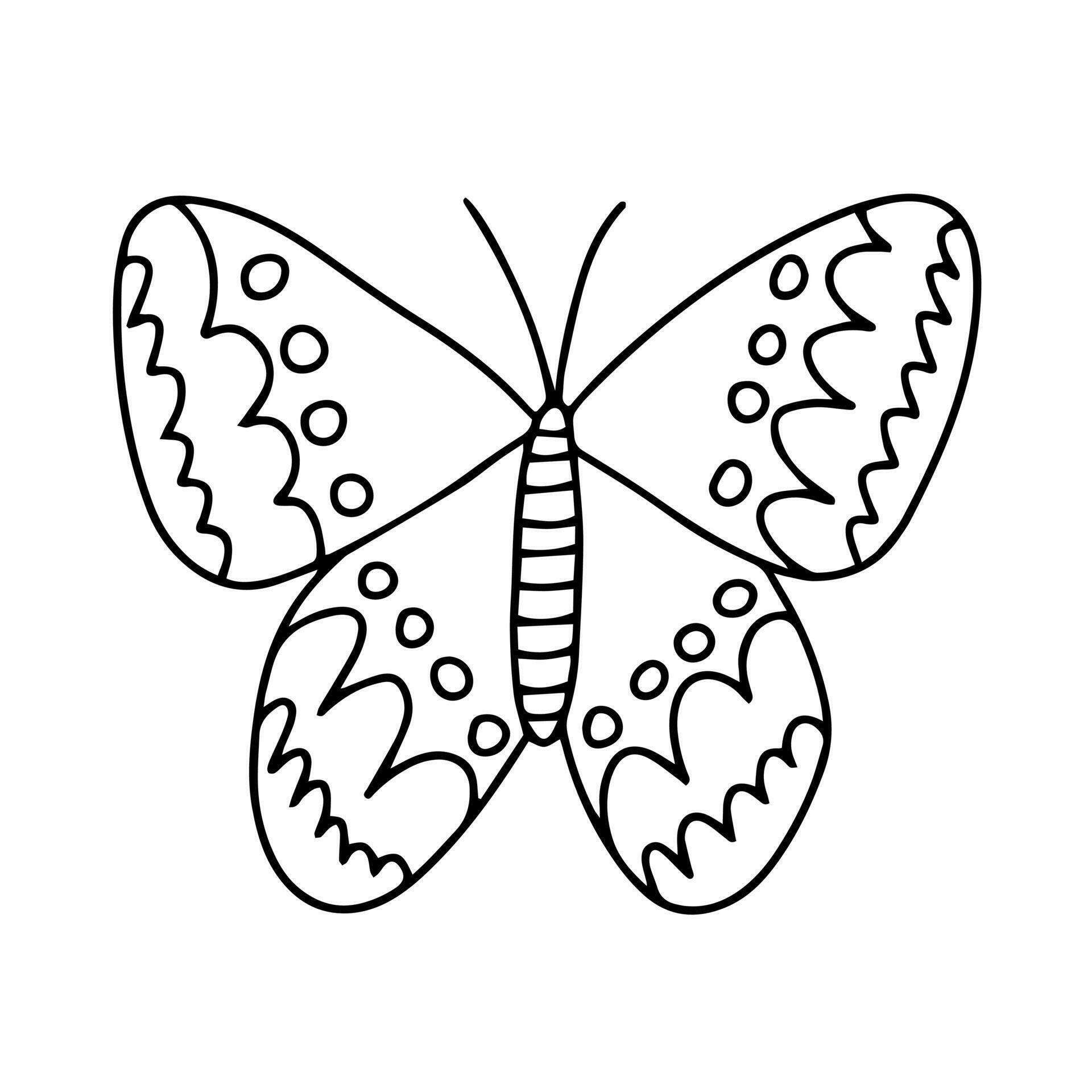 Vector cabbage butterfly coloring page. Hand drawn butterfly sketch on