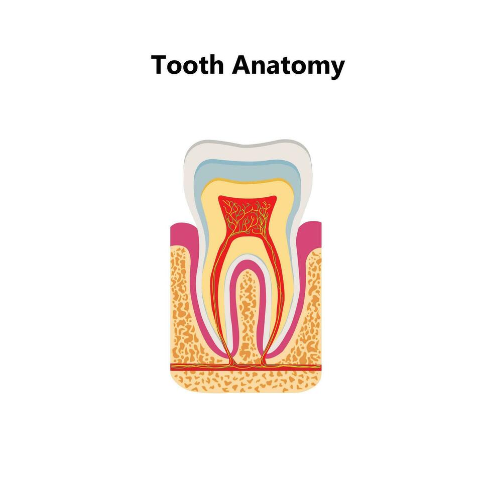 Human teeth realistic infographics with flat images of tooth profile views with dentine gum and pulp vector illustration