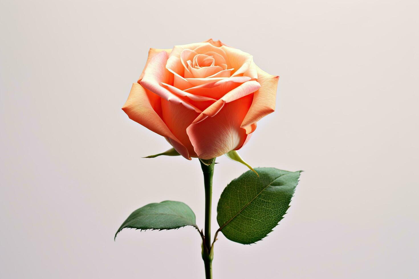 Beautiful pink rose blossom, isolated AI Generated photo