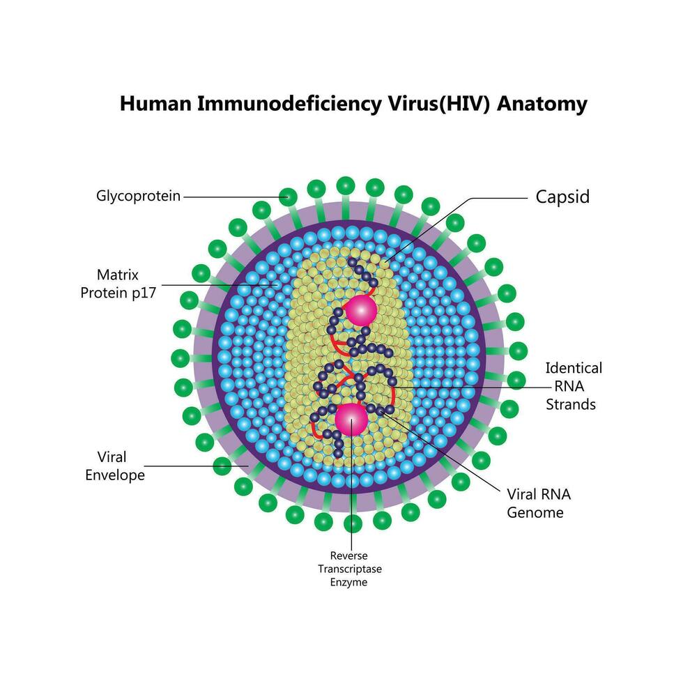 HIV virus structure. Viral infection HIV, AIDS. Sexually transmitted diseases. Infographics. Vector illustration on isolated background.