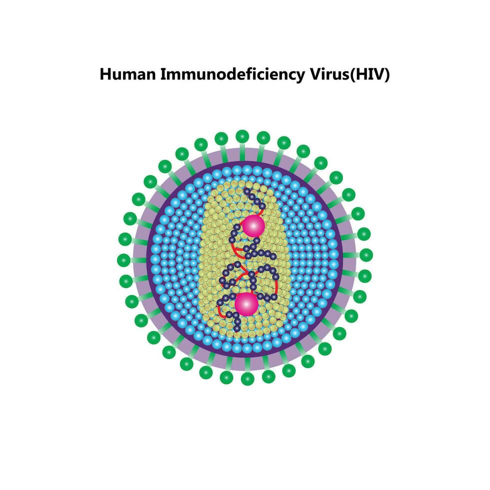 HIV virus structure. Viral infection HIV, AIDS. Sexually transmitted diseases. Infographics. Vector illustration on isolated background.