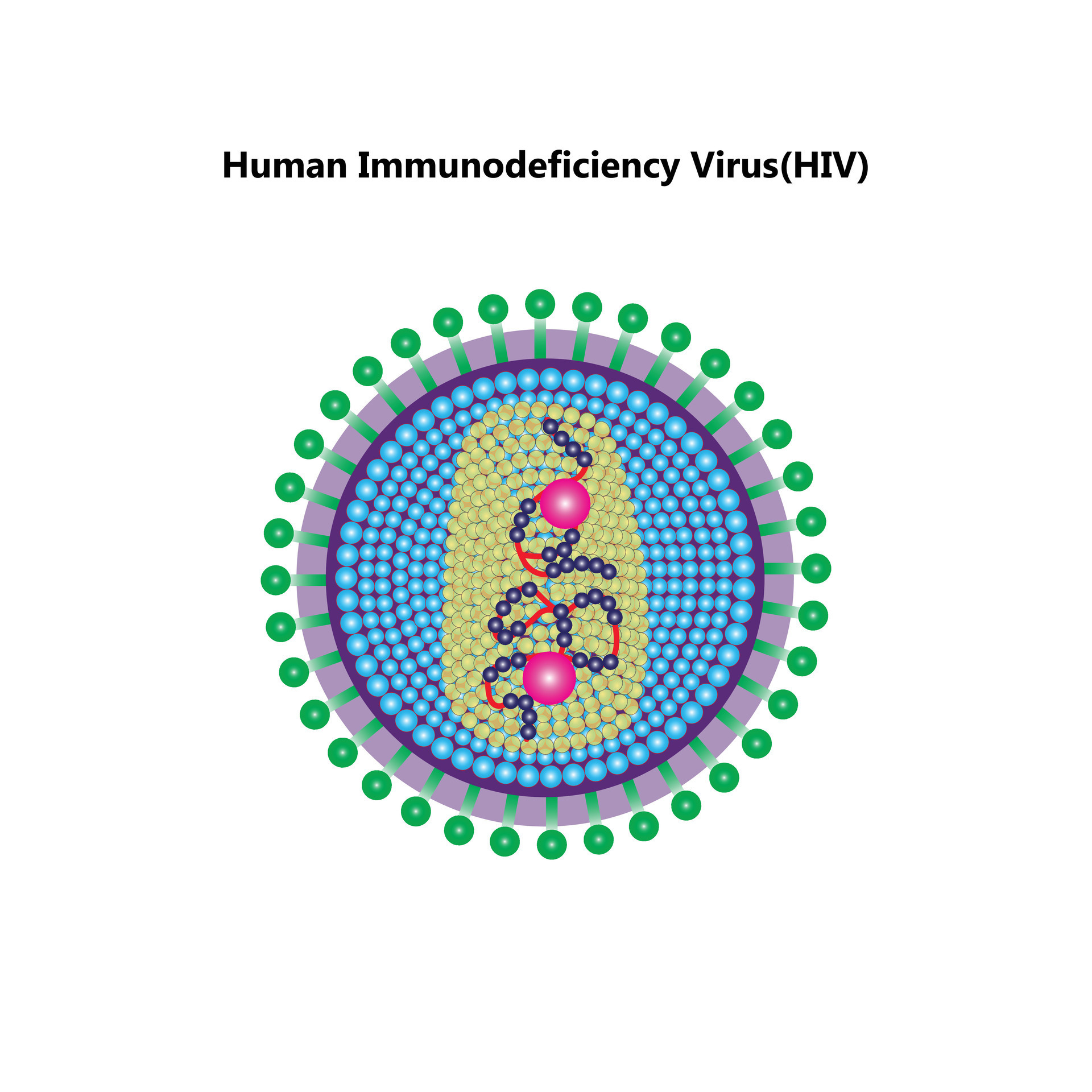 aids virus diagram