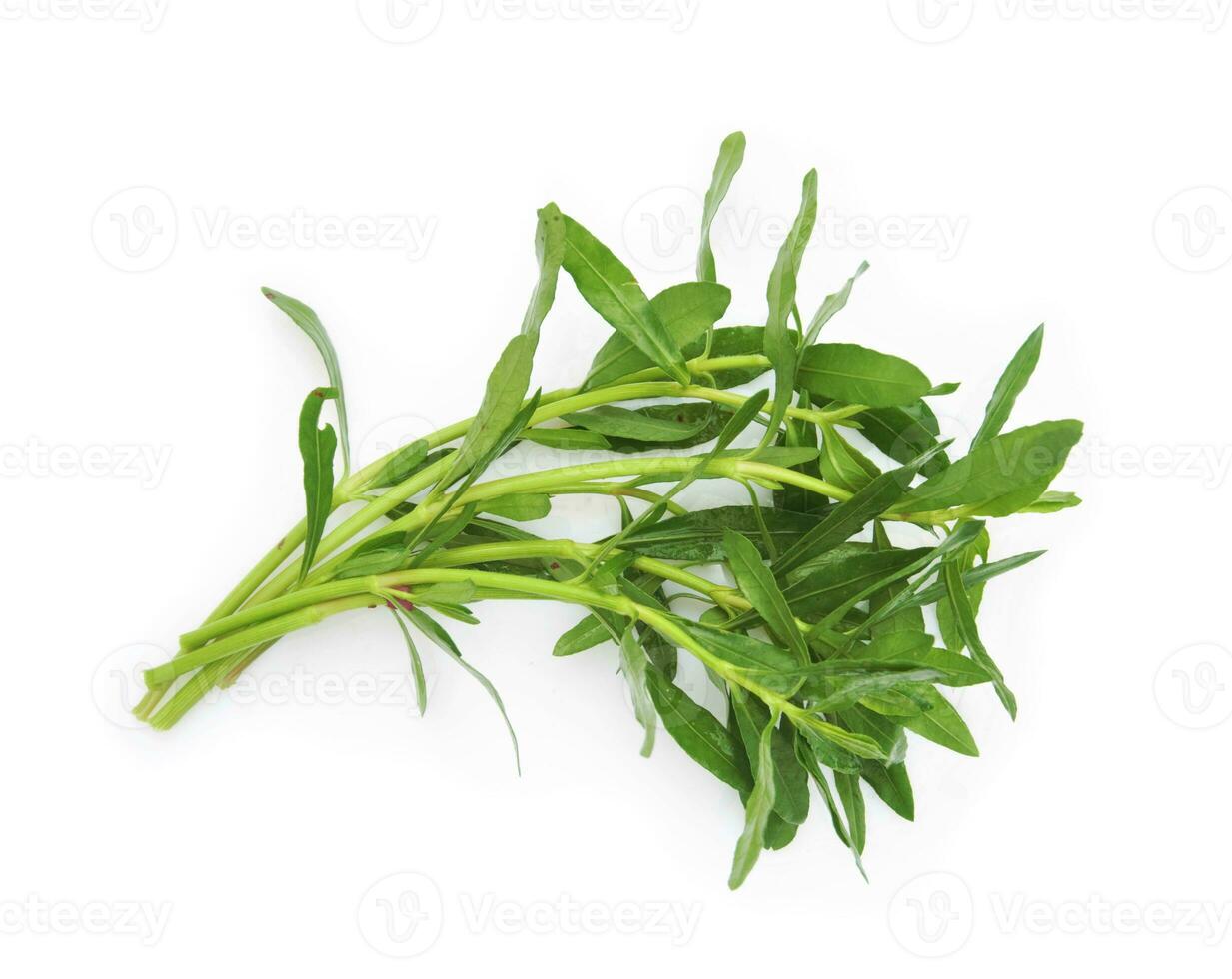 Thyme fresh herb isolated on white background. photo