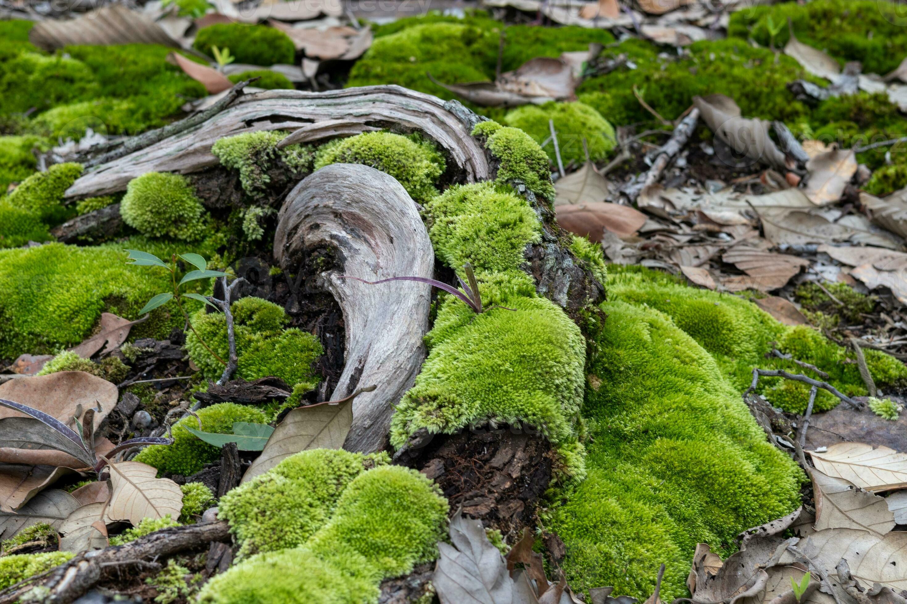 Moss that grows on trees that are placed on the ground in the forest