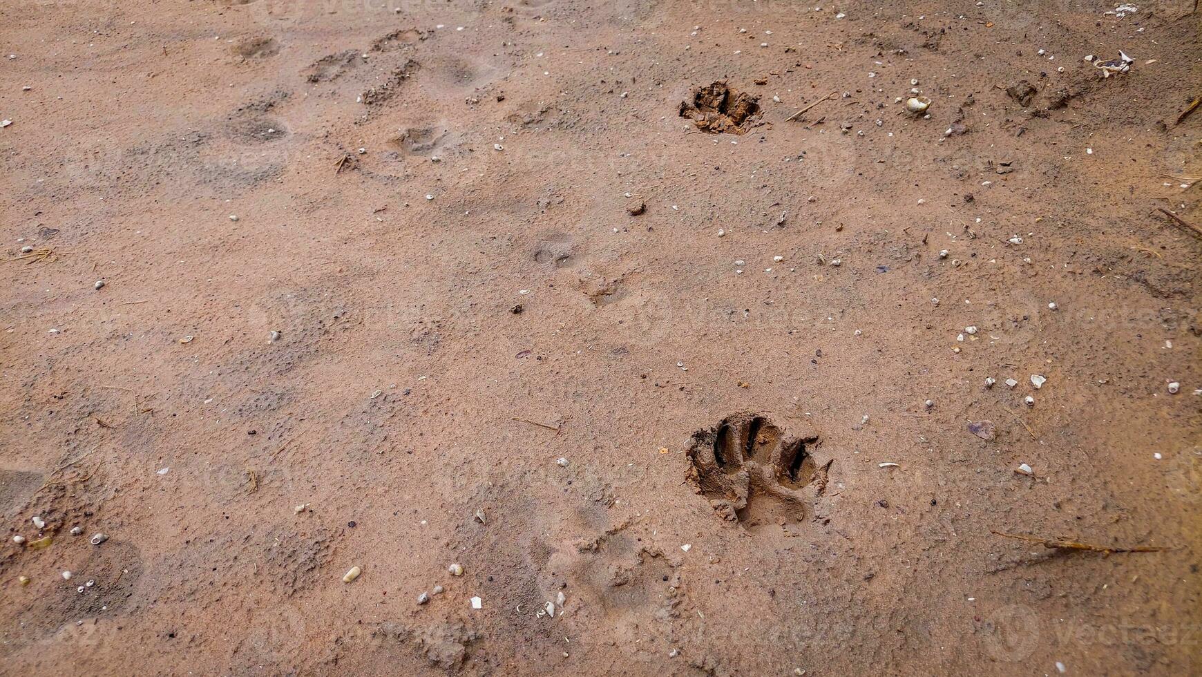 Float the dog's feet on the sand. photo