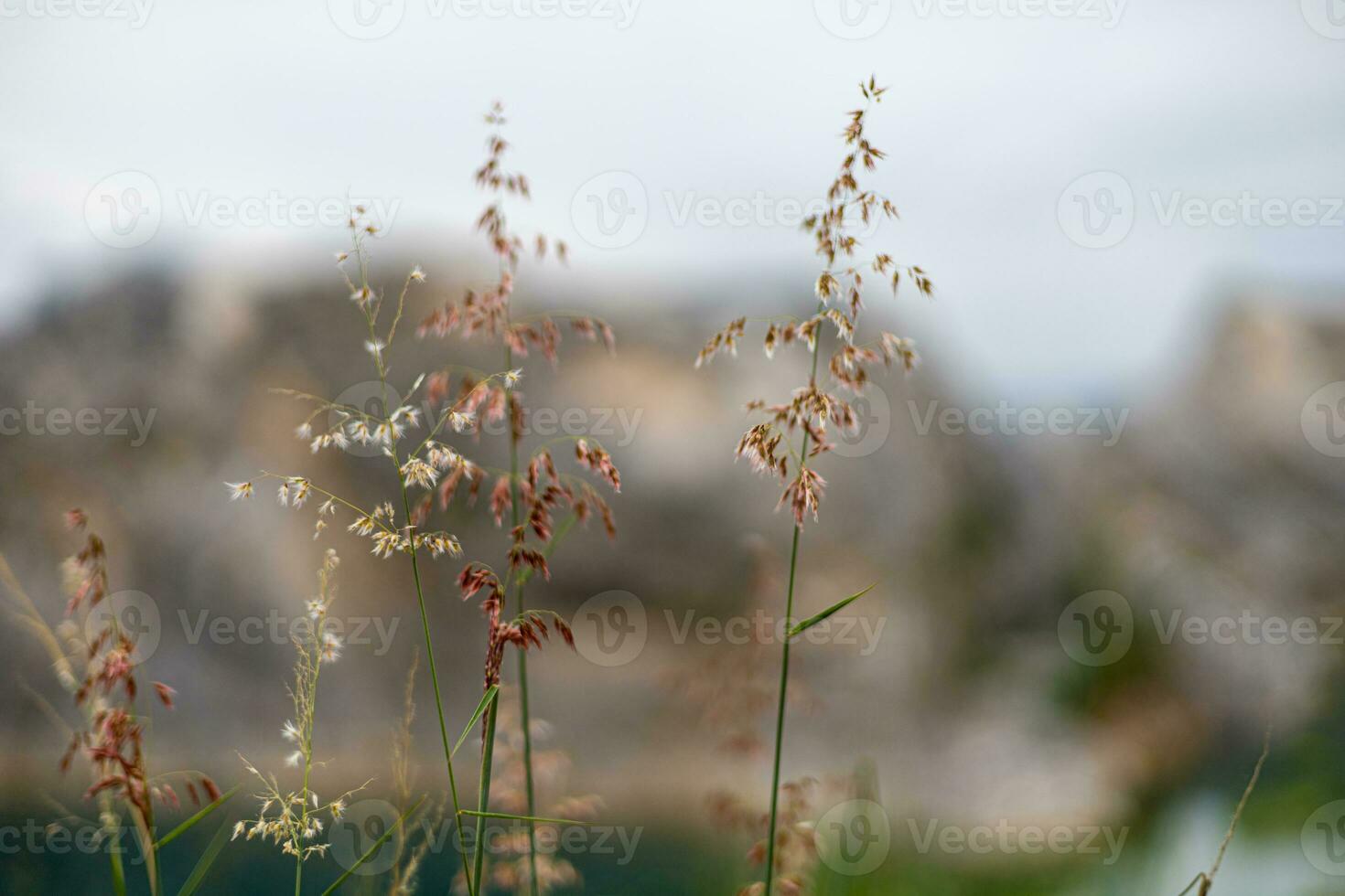 Soft natural background of grass and weed flowers in nature. Taking pictures in selective focus mode photo