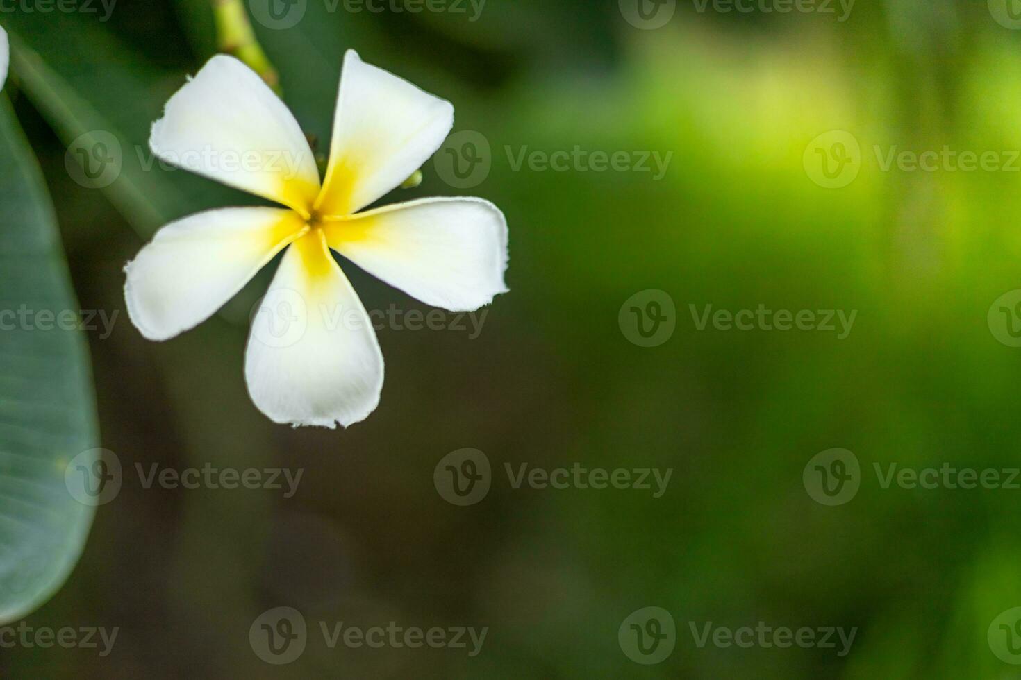 white flowers lit by the gentle sun photo