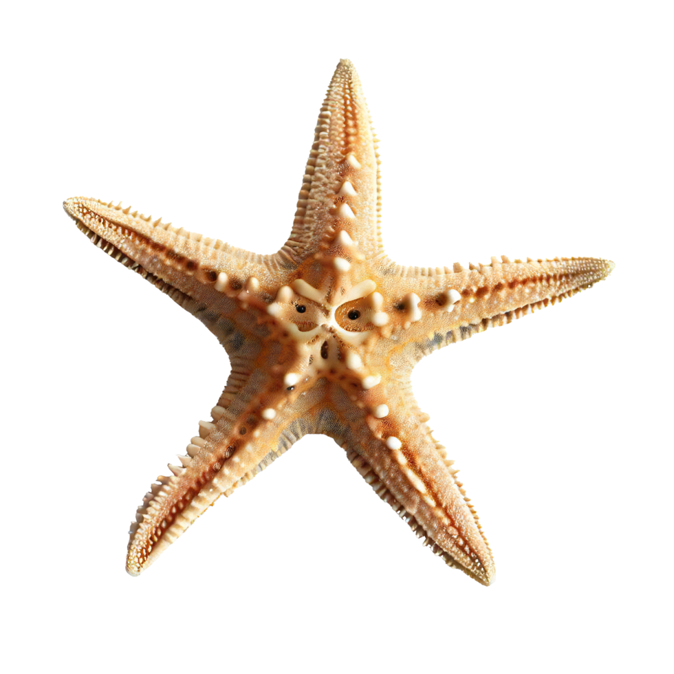 Starfish. AI Generated png
