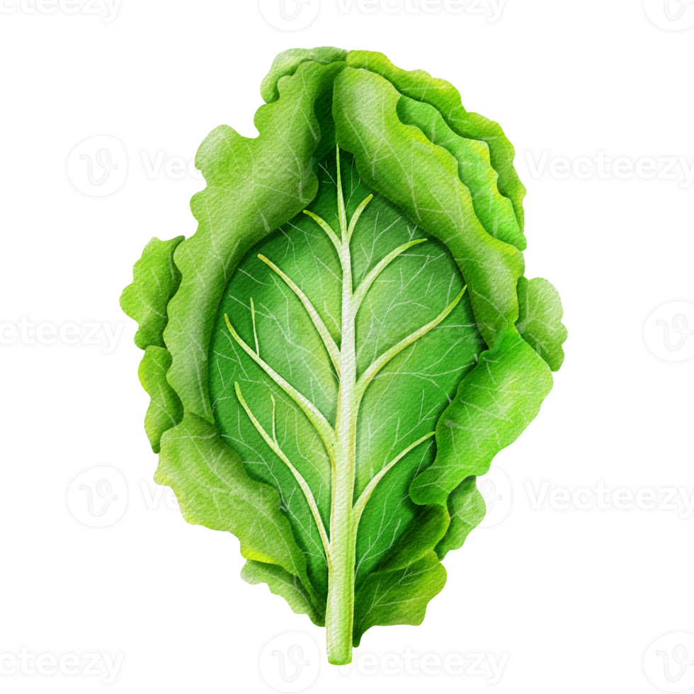 Watercolor and painting fresh cute Chinese Cabbage element. Digital painting of fruit and vegetables with Food illustration. png