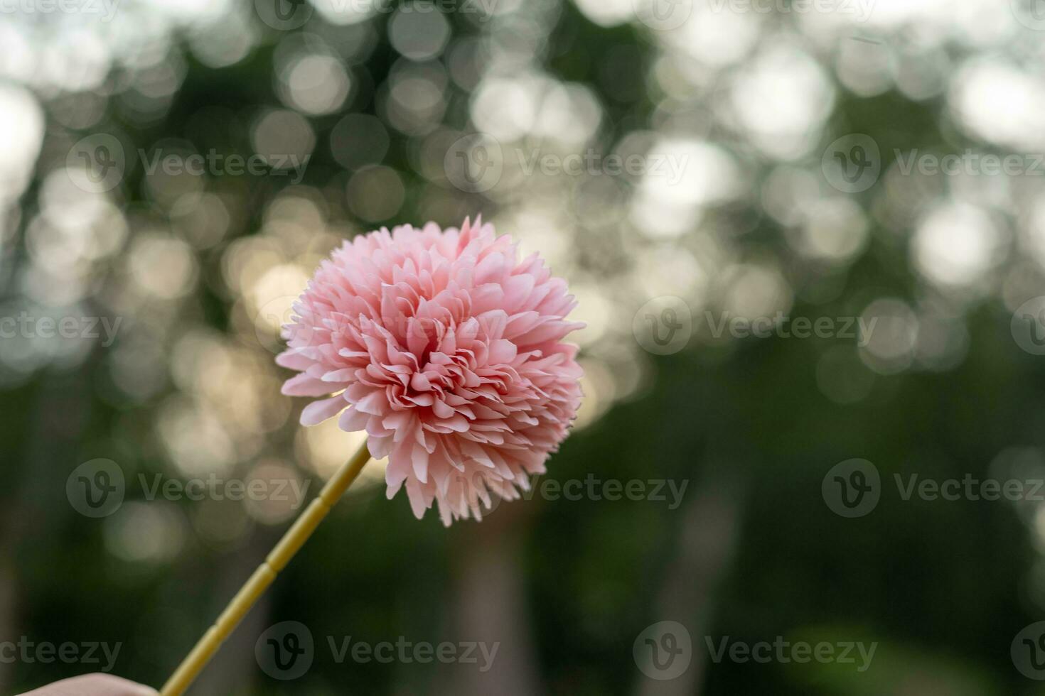 Pink flowers on orange round bokeh blurred background from sunlight. photo