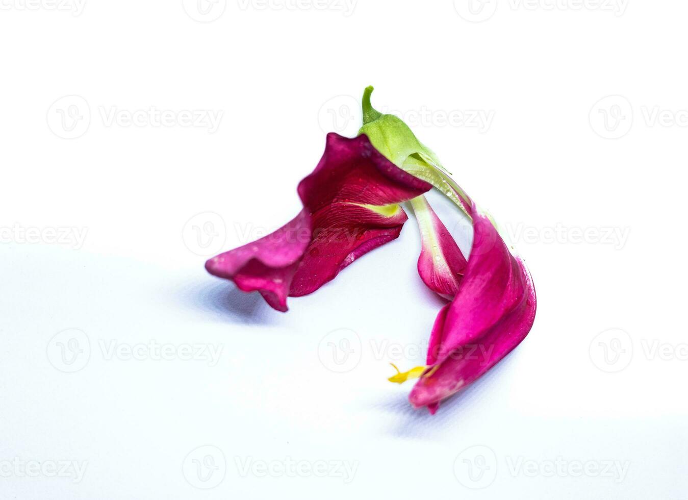 red Agasta ,Thai vegetable on white background photo