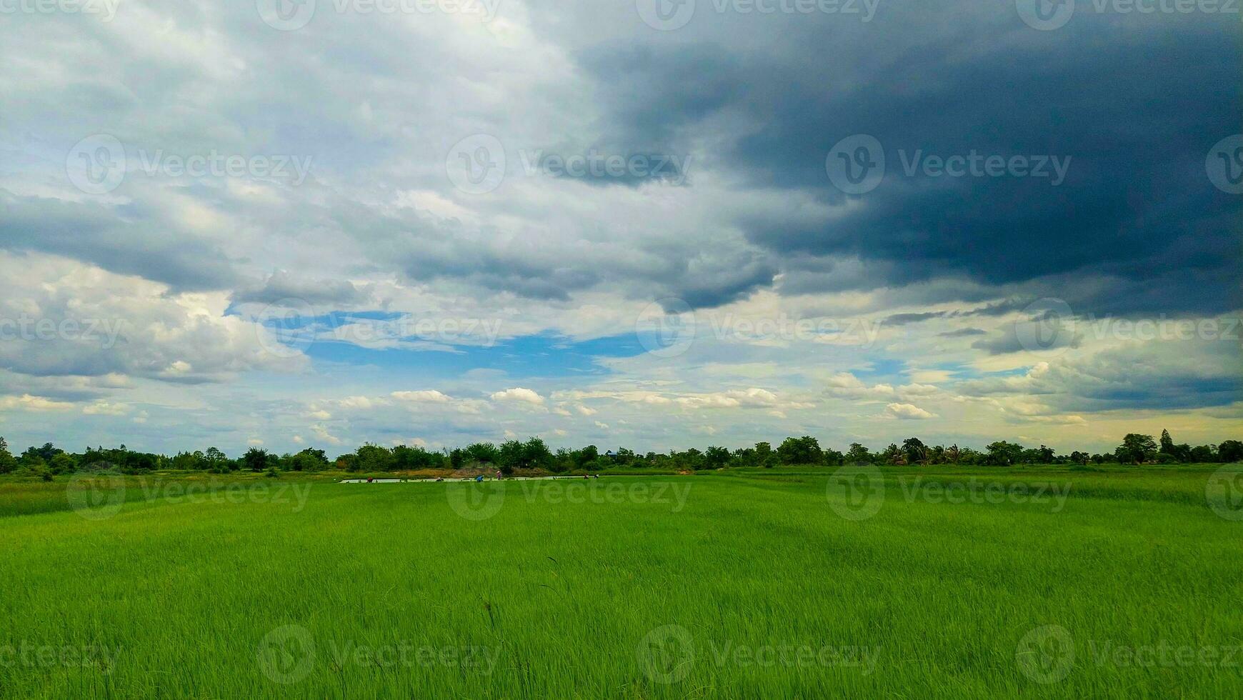 el verde campos son lleno de verde arroz campos. debajo el cielo y blanco nubes foto