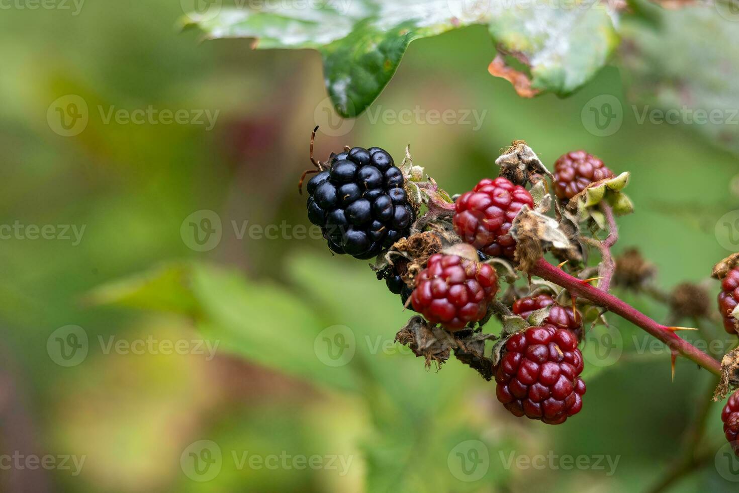 two blackberry bushes on the same branch with the leaves of another bush in the background photo