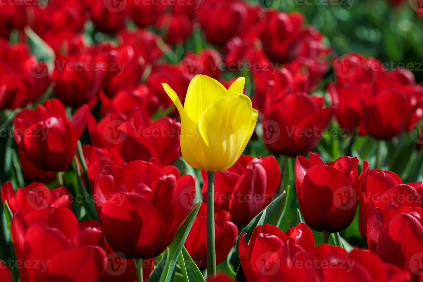 Single vibrant yellow tulip in a field of red tulips photo
