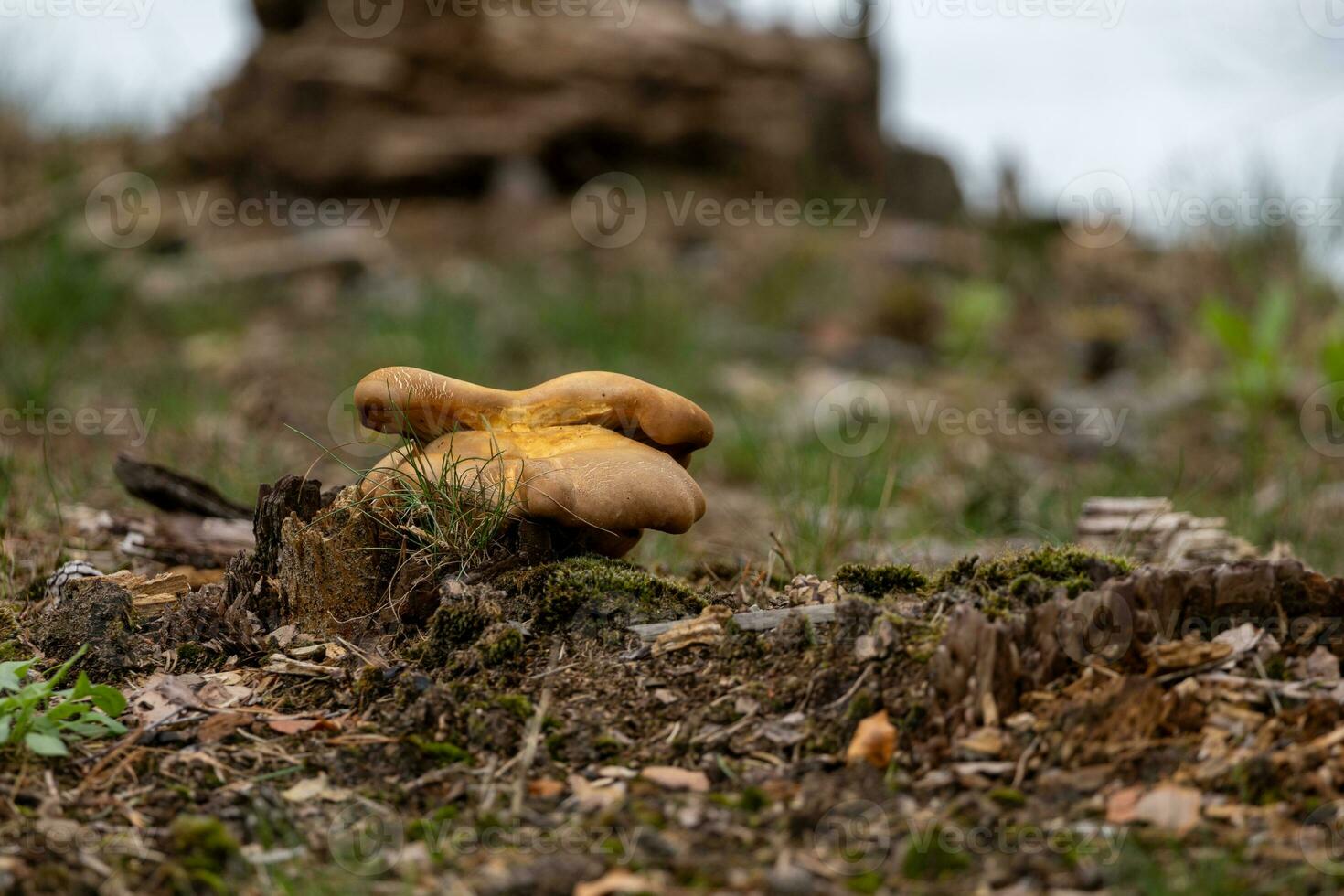 Small Pig mushroom growing out of a tree stump in a peaceful outdoor setting photo