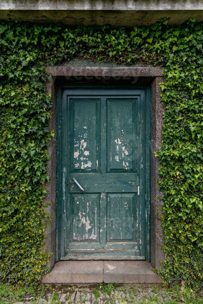 A vertical shot of an old green door in a wall lined with ivy plants photo