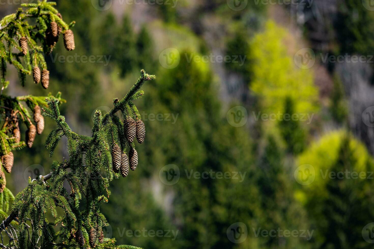 Close-up of pine cones on a green branch in a forest photo