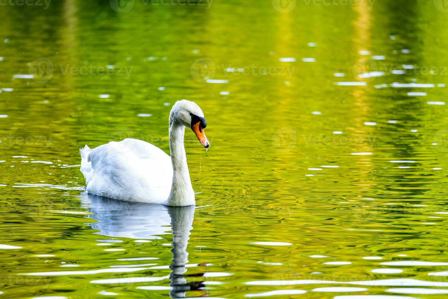 White swan peacefully gliding through crystal clear waters in a serene pond. photo