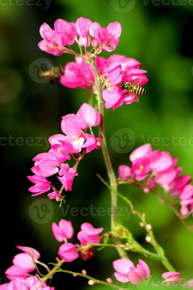 Bees eat nectar from bougainvillea flowers photo