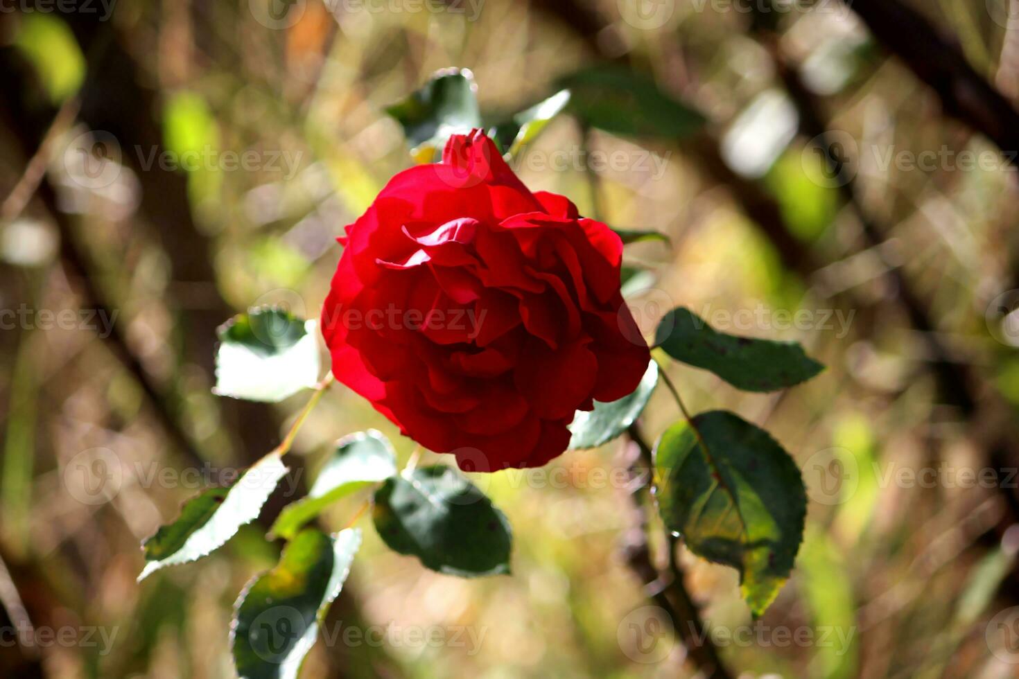 Red rose Blooming are in garden with beautiful and romantic photo