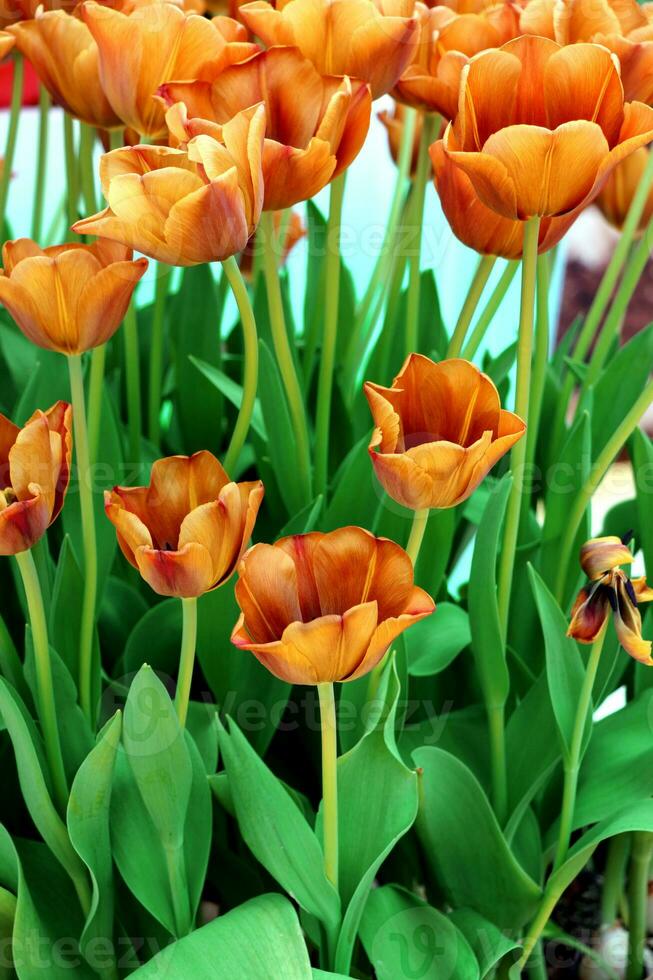 Tulips bouquet, Orange red yellow tulips in the spring garden photo
