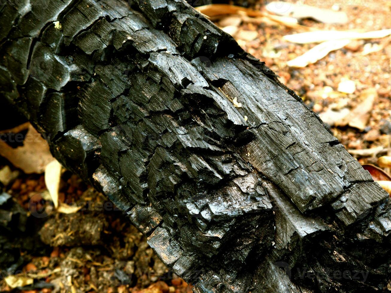 el registros fueron carbonizado quemado madera textura y detalles en el superficie de el carbón foto