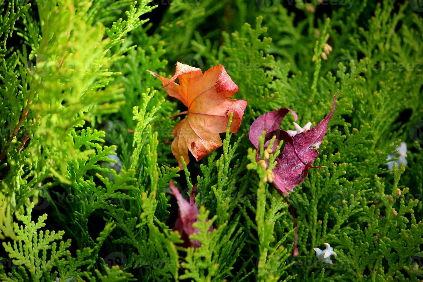 The maple leaf fell from the tree and settled on the pine. photo