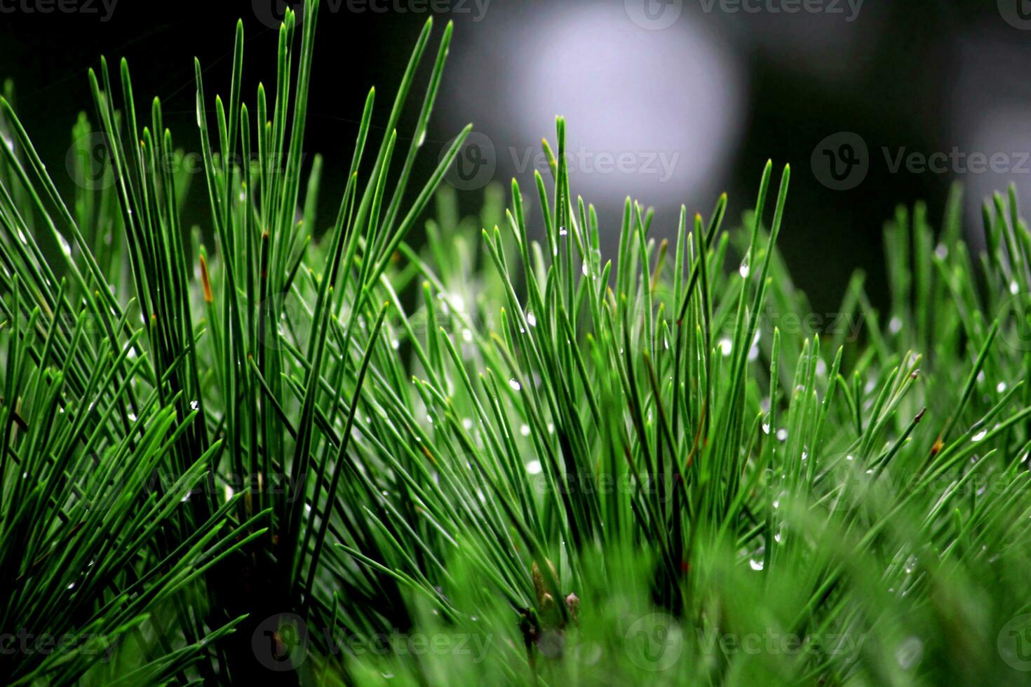 Pine leaves with dew drops take a close-up shot photo