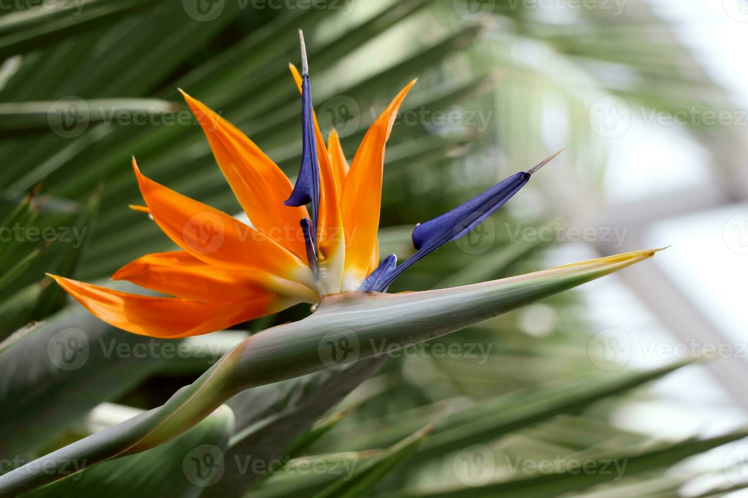 Bird of paradise flower close up strelitzia reginae flower photo
