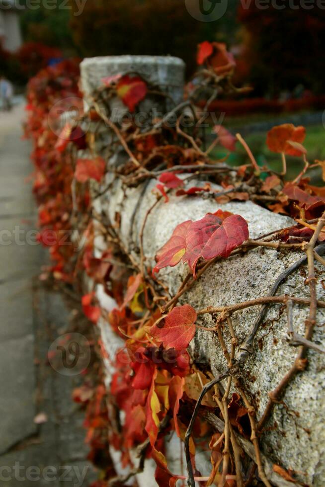 Grape trees on the edge of the bridge photo