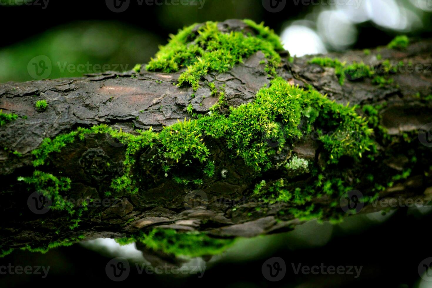 Beautiful green moss on branches in the moist forest photo