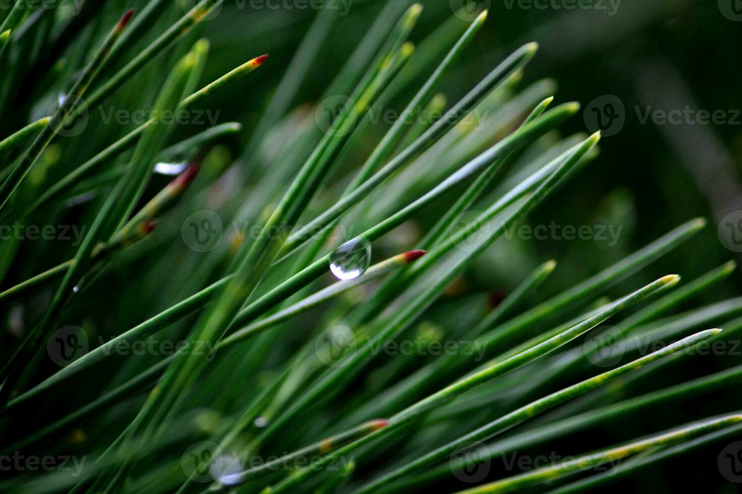 Pine leaves with dew drops take a close-up shot photo