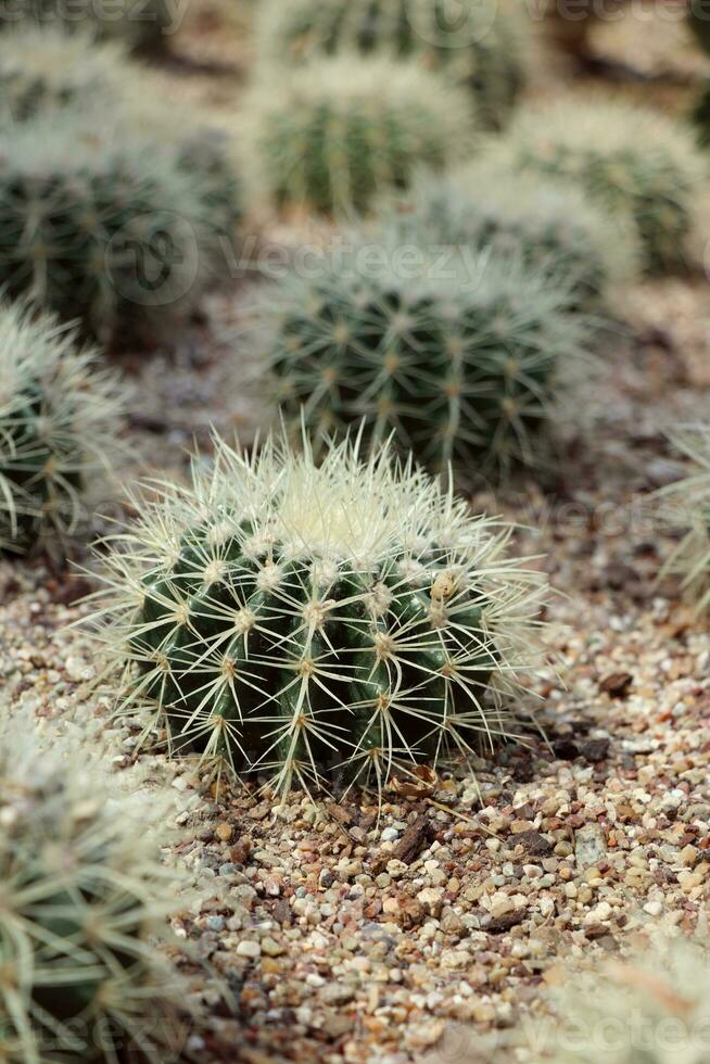 Golden Barrel cactus plant group photo