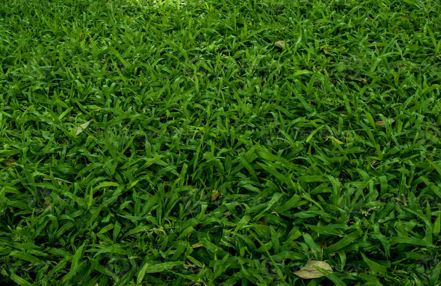 Green grass fresh in the park, Grass field texture, Lawn background photo