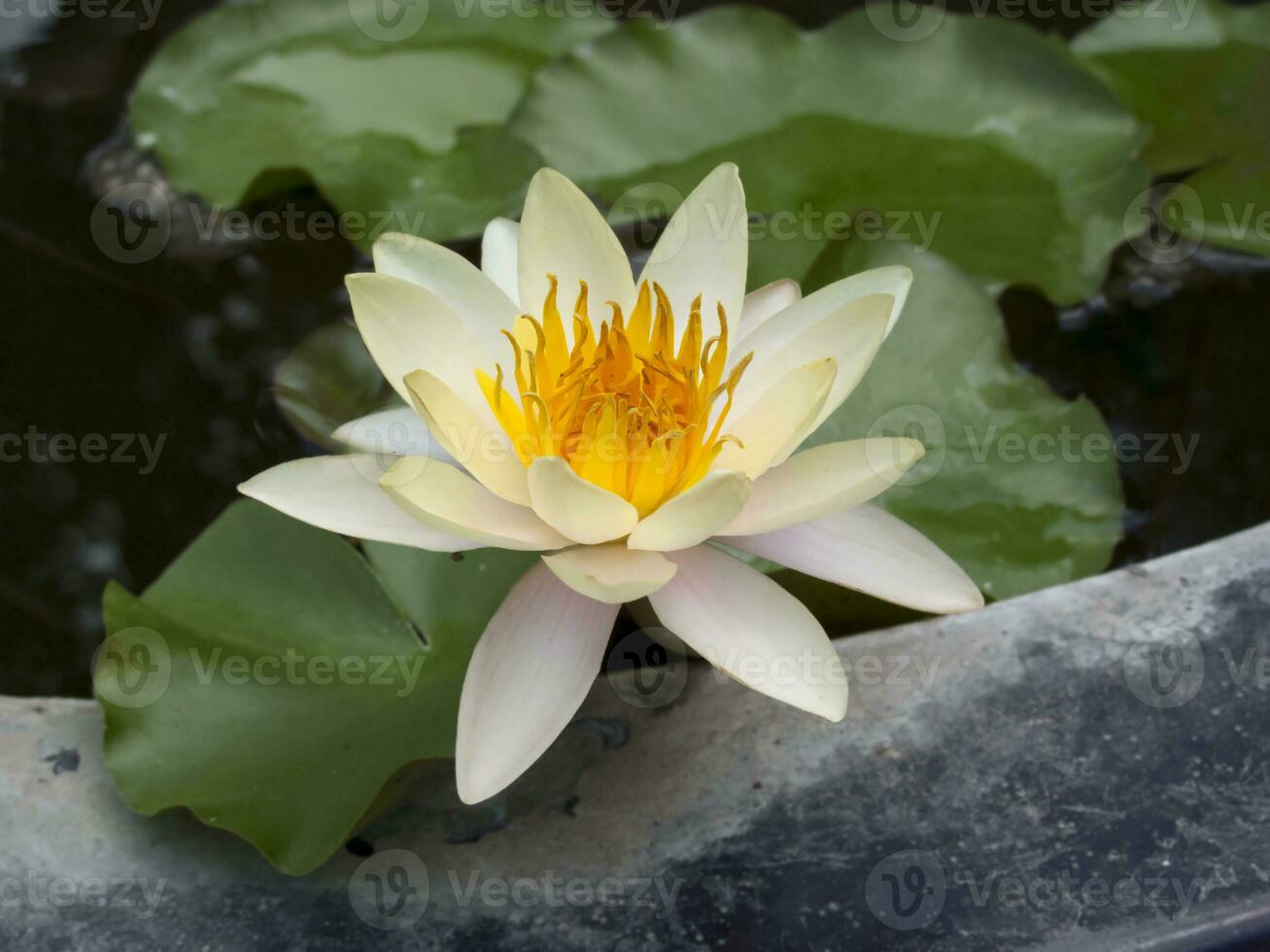 A single white lotus blooming in a cement pond photo
