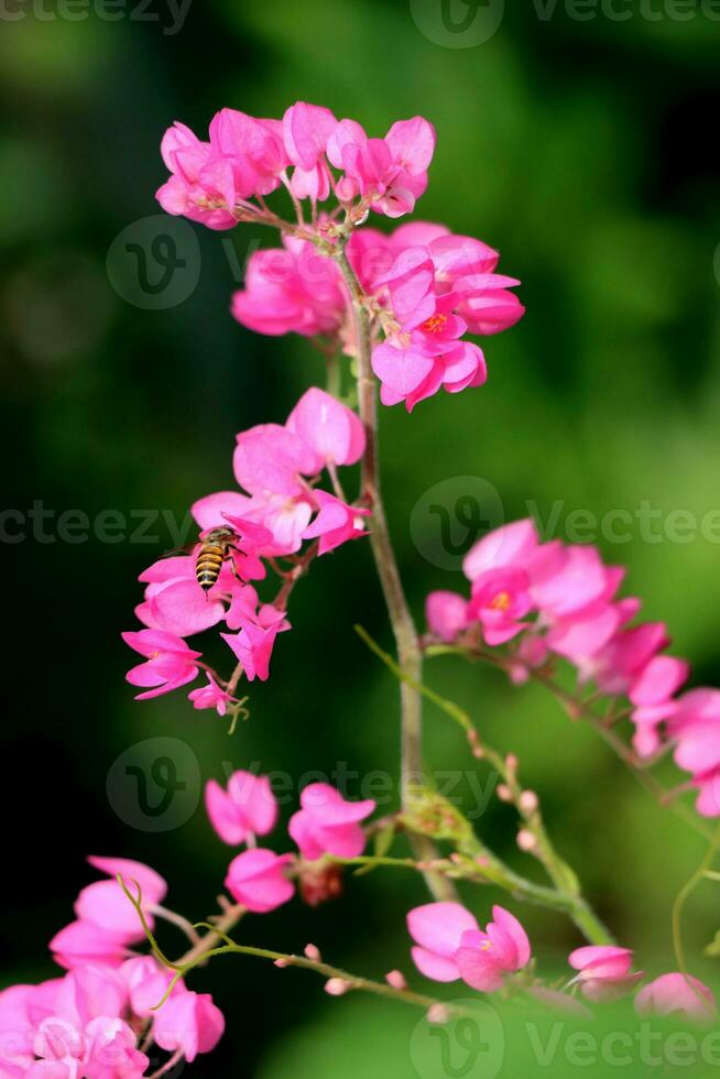 Bees eat nectar from bougainvillea flowers photo