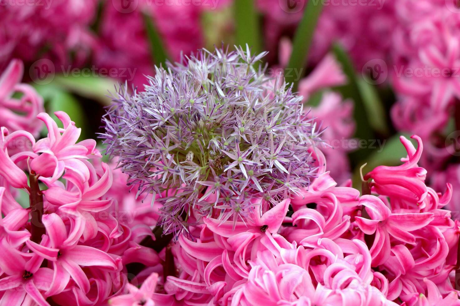 Allium flowers in pink flower fields photo
