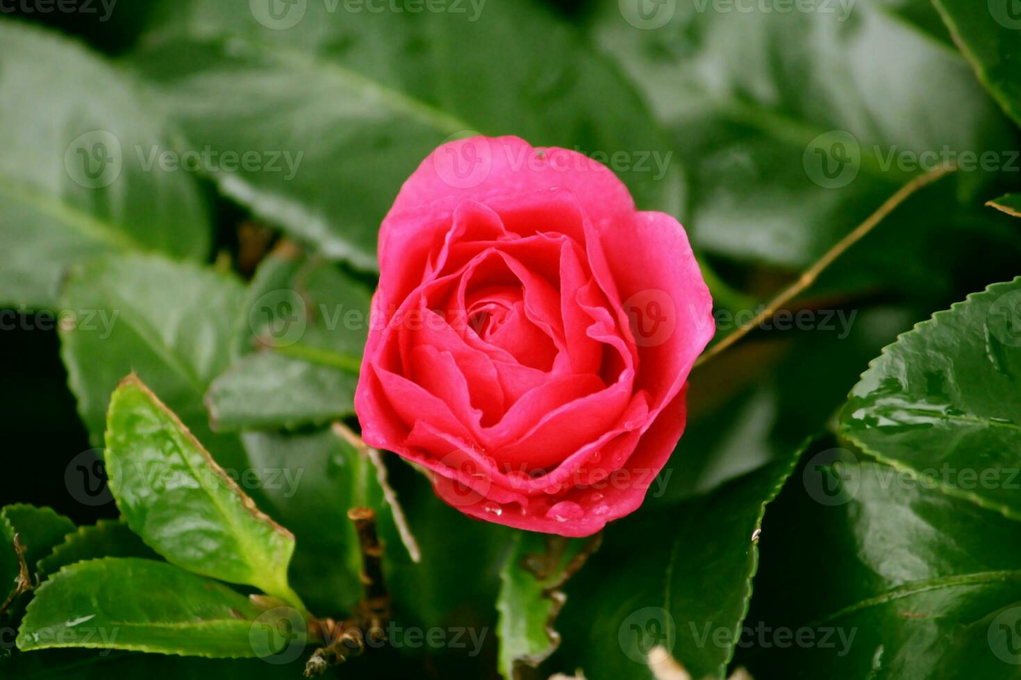 Pink rose Blooming are in garden with beautiful and romantic photo