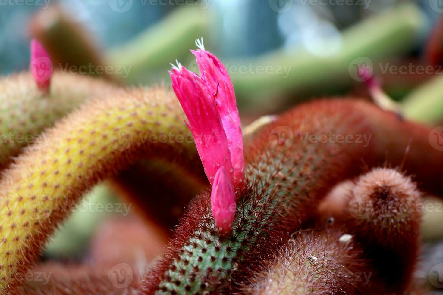Small Cactus Flowers sprouting from a branch photo