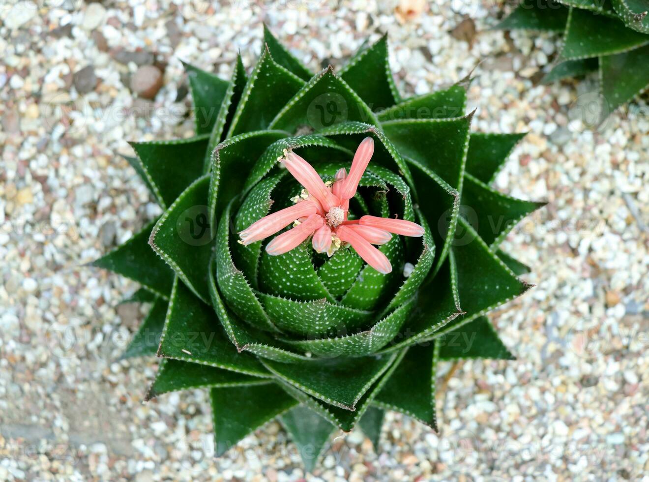 The flowers of cactus lace aloe are about to bloom photo