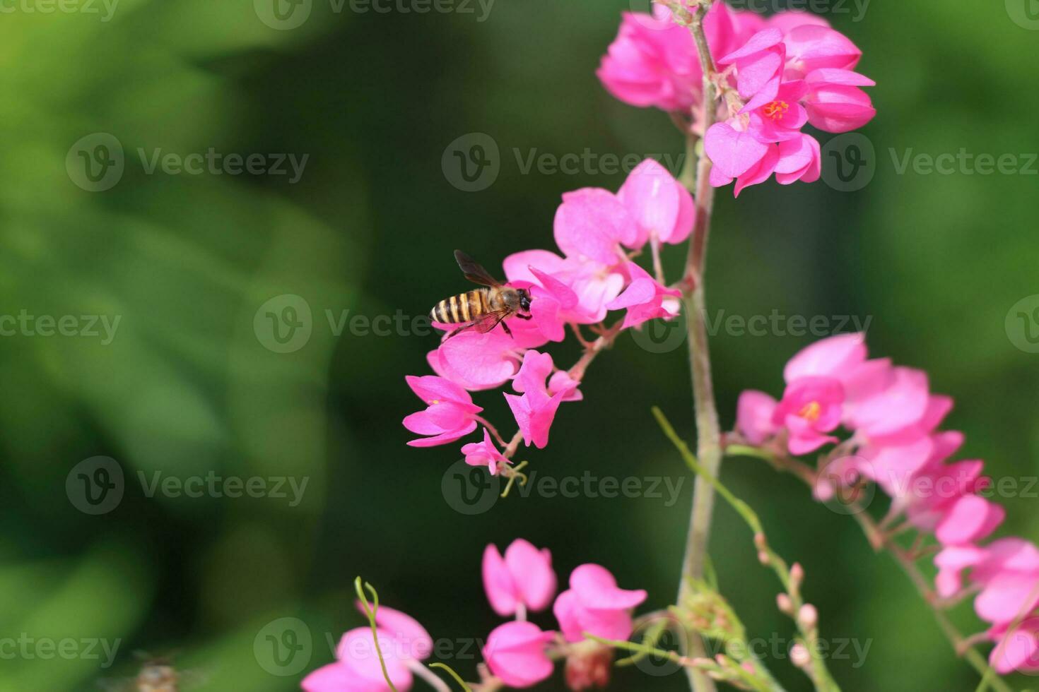 Bees eat nectar from bougainvillea flowers photo
