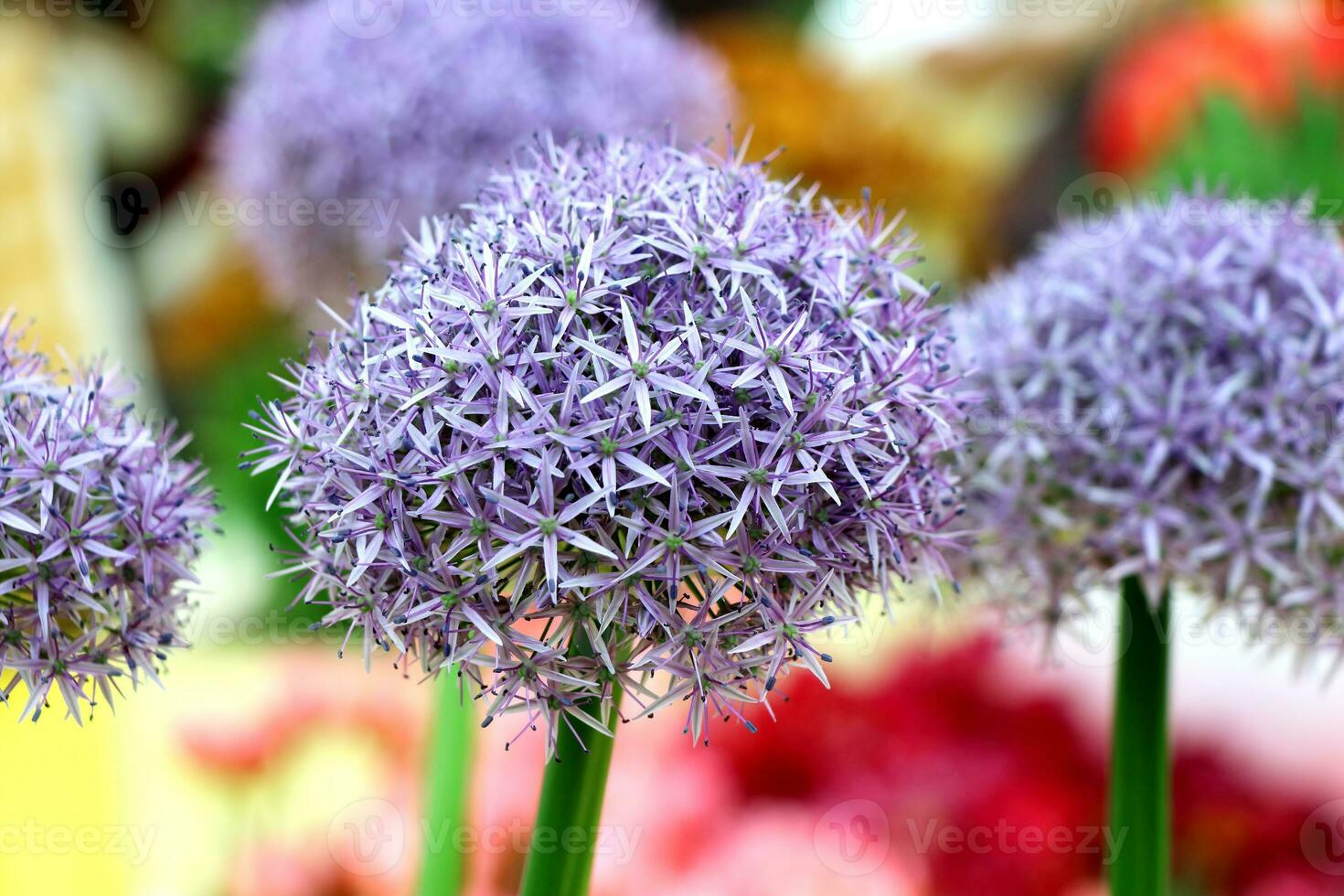 Allium flowers in flower fields photo