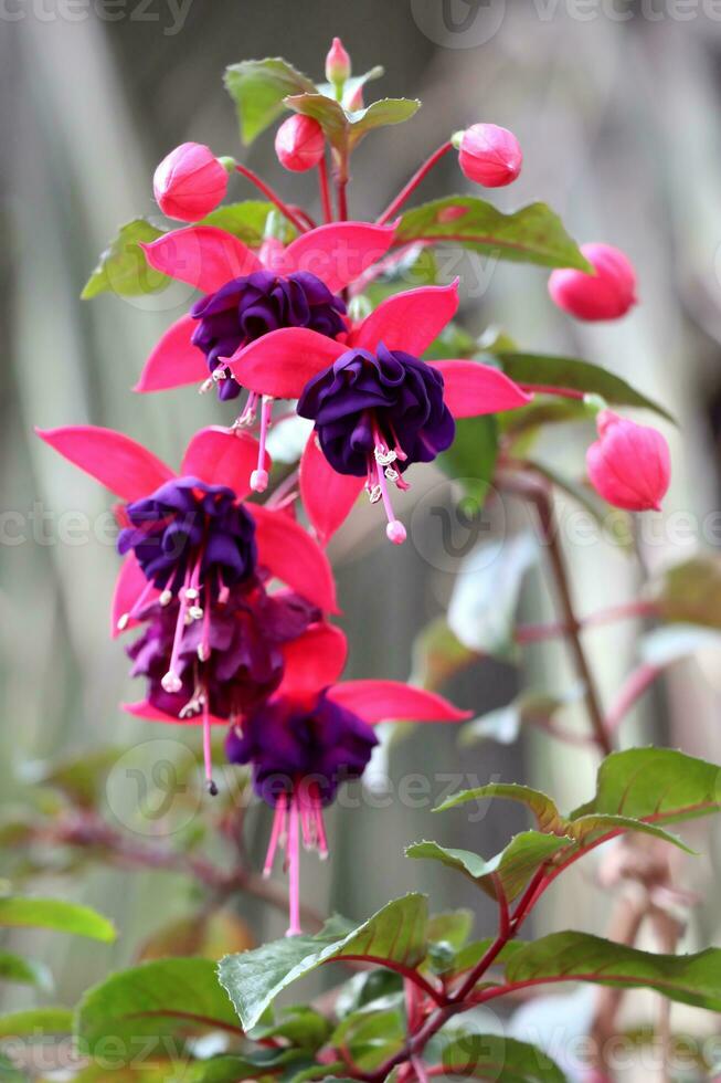 Fuchsia hybrida flowers close up photo