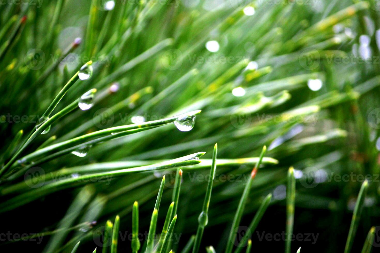 Pine leaves with dew drops take a close-up shot photo