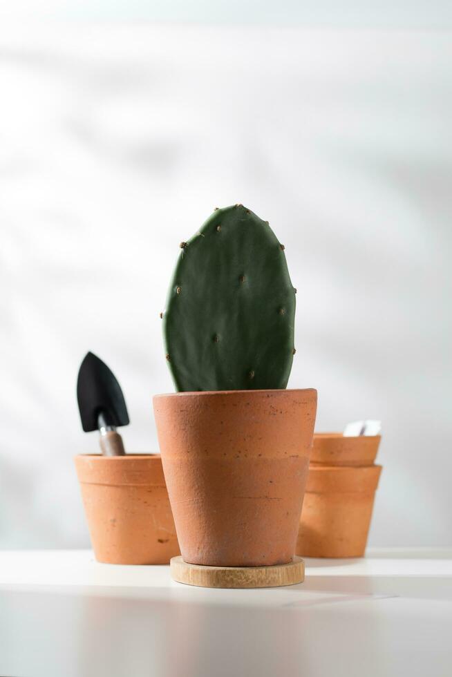 Opuntia stricta or Erect prickly pear in a clay pot and planting equipment on a white wooden table. photo