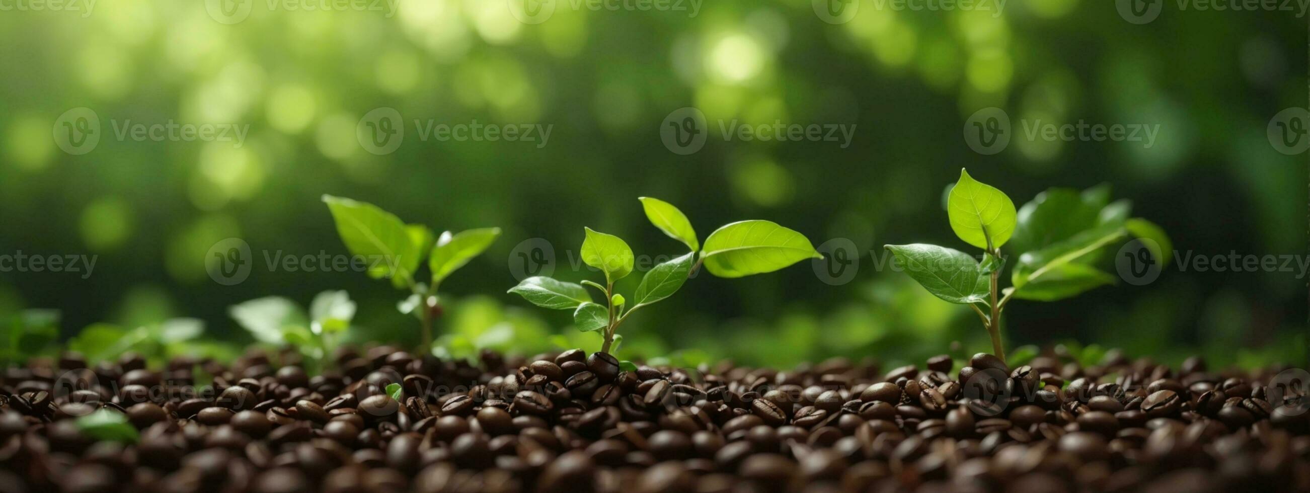 Growth Trees concept Coffee bean seedlings nature background Beautiful green. AI generated photo