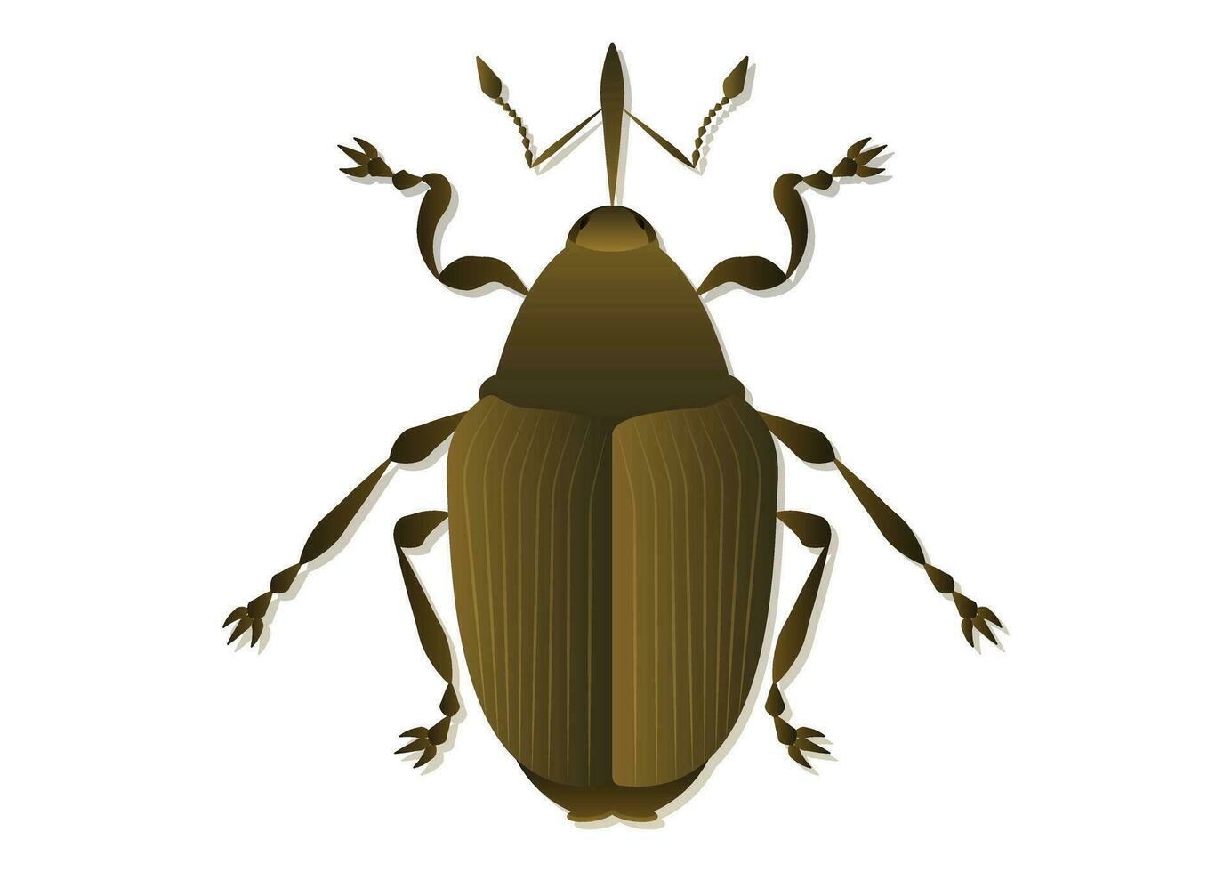 Ceutorhynchus Napi Weevil Vector Art Isolated on White Background