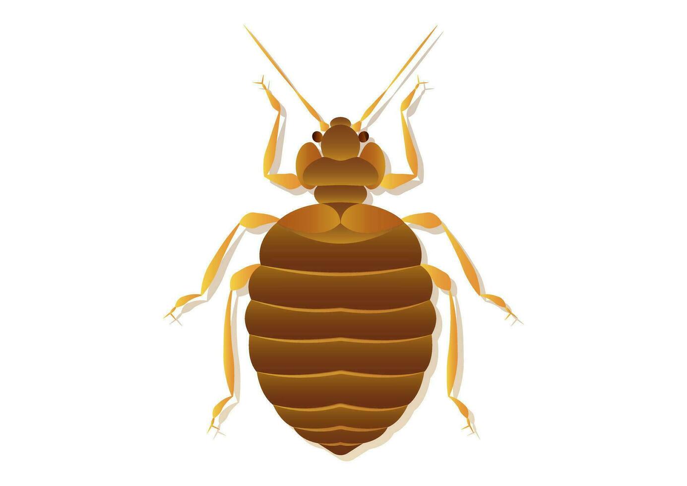 Bed Bug Vector Art Isolated on White Background