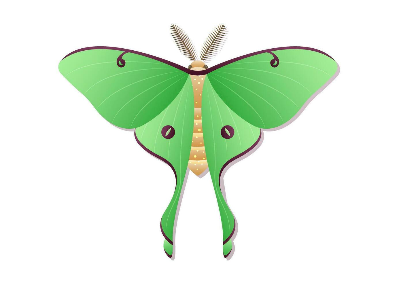 Butterfly Luna Moth Insect Vector Art isolated on White Background