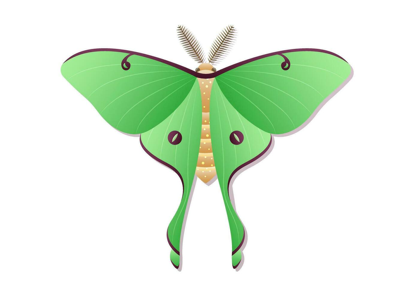 Butterfly Luna Moth Insect Vector Art isolated on White Background